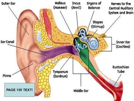 PAGE 135 TEXT!. Do You Hear What I Hear? The outer ear funnels sound waves to the eardrum. The bones or ossicles (Hammer {malleus}, Anvil {incus} & Stirrups.