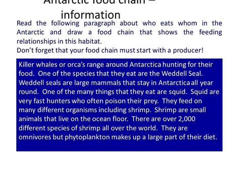 Antarctic food chain – information