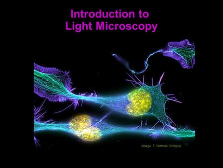 (Image: T. Wittman, Scripps) Introduction to Light Microscopy.