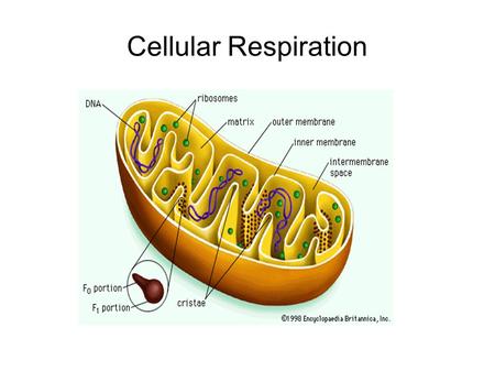 Cellular Respiration. Chemical Energy and Food Food provides living things with the chemical building blocks they need to grow and reproduce. Food is.