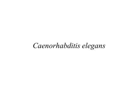 Caenorhabditis elegans. Sydney Brenner (1927 - ) South African biologist (originally chemist) D.Phil from Oxford Extensive work in molecular biology Nobel.