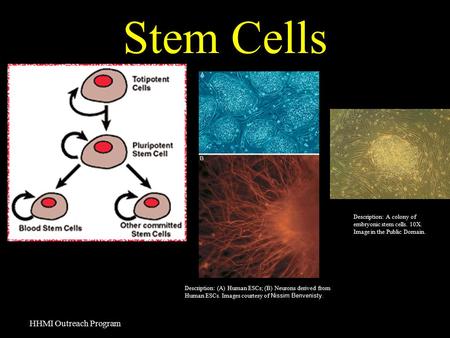 Stem Cells HHMI Outreach Program Description: (A) Human ESCs; (B) Neurons derived from Human ESCs. Images courtesy of Nissim Benvenisty. Description: A.