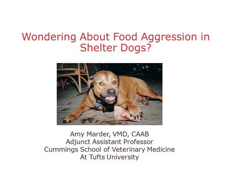 Wondering About Food Aggression in Shelter Dogs? Amy Marder, VMD, CAAB Adjunct Assistant Professor Cummings School of Veterinary Medicine At Tufts University.