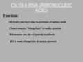 Ch 10.4 RNA (RIBONUCLEIC ACID) Function: All traits you have due to proteins of amino acids Genes contain “blueprints” to make protein Ribosomes are site.