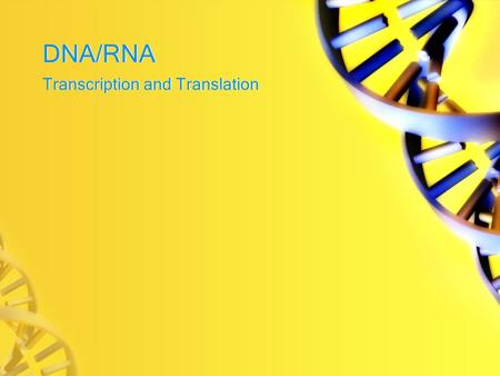 DNA/RNA Transcription and Translation Review… DNA is responsible for controlling the production of proteins in the cell, which is essential to life –DNA.