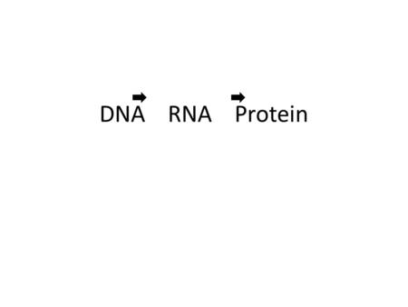 DNA RNA Protein. Flow of Information DNA  RNA  Protein DNA REPLICATION.