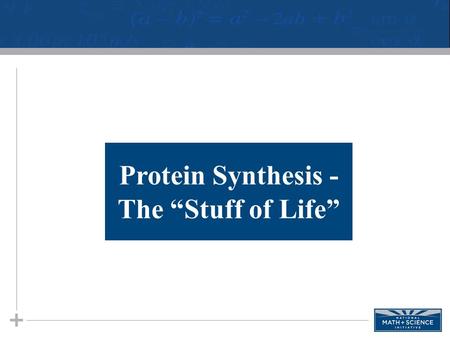 Protein Synthesis - The “Stuff of Life”. 2 Proteins Proteins are the “workhorse” molecule found in organisms. The blue print for proteins is coded in.