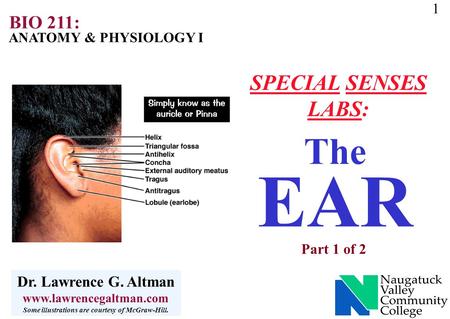 1 ANATOMY & PHYSIOLOGY I BIO 211: Dr. Lawrence G. Altman www.lawrencegaltman.com Some illustrations are courtesy of McGraw-Hill. The EAR Part 1 of 2 SPECIAL.