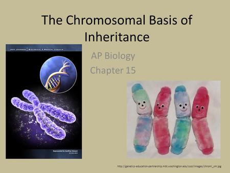 The Chromosomal Basis of Inheritance AP Biology Chapter 15