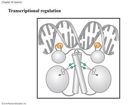 Transcriptional regulation