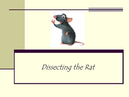 Dissecting the Rat. Introduction to Mammals Of all the classes of animal life, mammals are considered to be the most advanced. Examples: dogs, cats, squirrels,