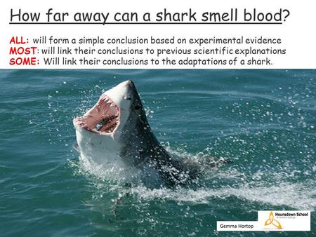 How far away can a shark smell blood? ALL: will form a simple conclusion based on experimental evidence MOST: will link their conclusions to previous scientific.