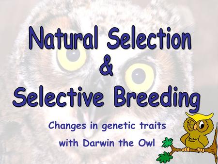 Created 6/23/10 Changes in genetic traits with Darwin the Owl.