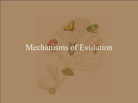 Mechanisms of Evolution. Goal(s): 1) Understand the four mechanisms of evolution, how each causes evolution, how these mechanisms (potentially) interact.