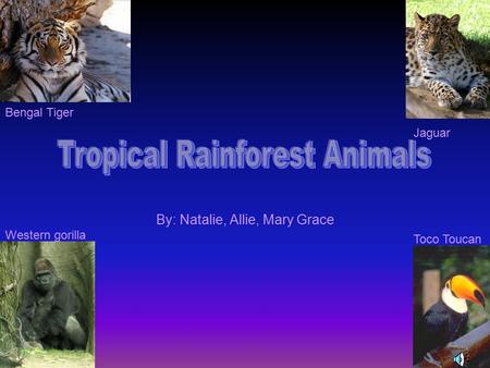 By: Natalie, Allie, Mary Grace Western gorilla Toco Toucan Bengal Tiger Jaguar.