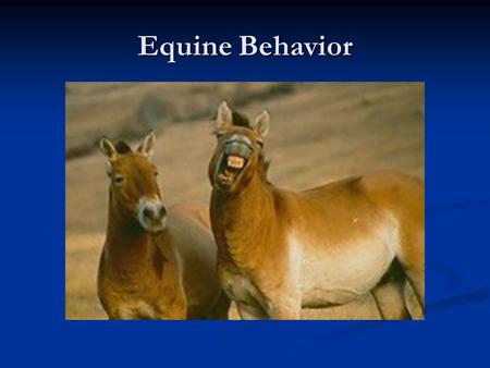 Equine Behavior.