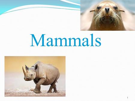 Mammals.