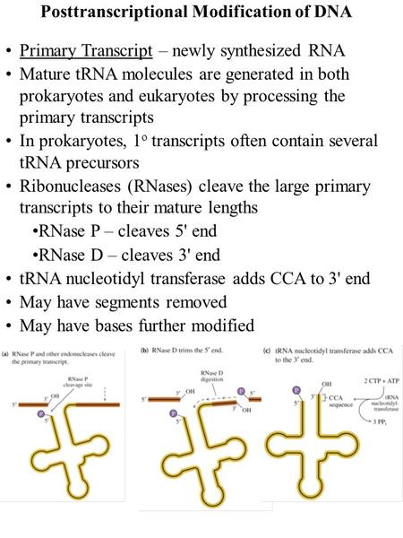 Posttranscriptional Modification of DNA Primary Transcript – newly synthesized RNA Mature tRNA molecules are generated in both prokaryotes and eukaryotes.