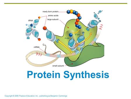 Copyright © 2006 Pearson Education, Inc., publishing as Benjamin Cummings Protein Synthesis.