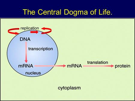 The Central Dogma of Life. replication. Protein Synthesis The information content of DNA is in the form of specific sequences of nucleotides along the.