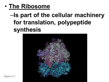 The Ribosome –Is part of the cellular machinery for translation, polypeptide synthesis Figure 17.1.