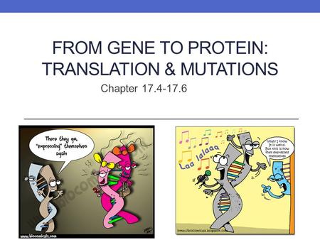 FROM GENE TO PROTEIN: TRANSLATION & MUTATIONS Chapter 17.4-17.6.