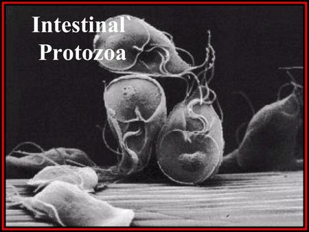 Intestinal` Protozoa.