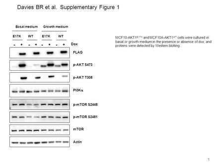 1 ++++ ---- Dox E17K WT Basal mediumGrowth medium p-AKT S473 FLAG PI3K  p-AKT T308 p-mTOR S2448 p-mTOR S2481 mTOR Actin Davies BR et al. Supplementary.