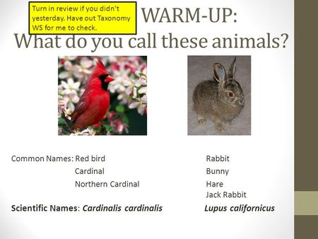 WARM-UP: What do you call these animals?