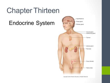 Chapter Thirteen Endocrine System Functions Growth and development Homeostasis (the internal balance of body systems) Metabolism (body energy levels)