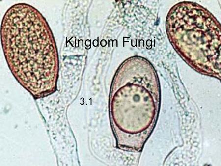 Kingdom Fungi 3.1. What are Fungi? Similarities to Plants multicellular eukaryotes mostly sessile many fungi also grow in the ground.