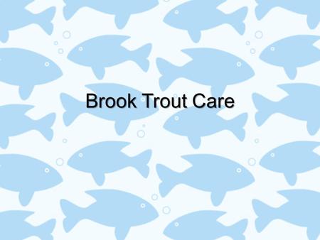 Brook Trout Care. Basic Daily Care Provide a “stress free’ environmentProvide a “stress free’ environment –Keep all insulation on except the front and.