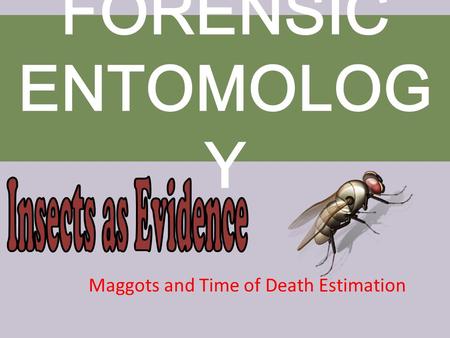 Maggots and Time of Death Estimation FORENSIC ENTOMOLOG Y.