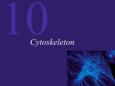 Cytoskeleton.