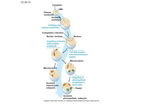 LE 26-13 Plasma membrane Cytoplasm DNA Ancestral prokaryote Endoplasmic reticulum Nuclear envelope Infolding of plasma membrane Engulfing of aerobic heterotrophic.