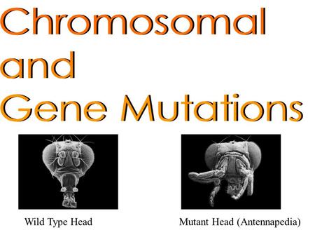 Wild Type HeadMutant Head (Antennapedia). I. Proteins and Mutations: A. Some proteins carry out functions within the cells of an organism. B. Other proteins.