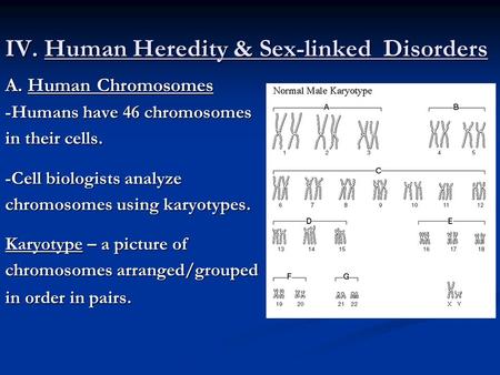 IV. Human Heredity & Sex-linked Disorders A. Human Chromosomes -Humans have 46 chromosomes in their cells. -Cell biologists analyze chromosomes using karyotypes.