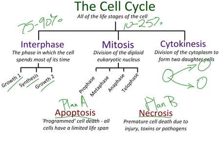 Prophase Metaphase Anaphase. There were originally three separate theories of how DNA Replication could have occurred. Meselson and Stahl eventually.