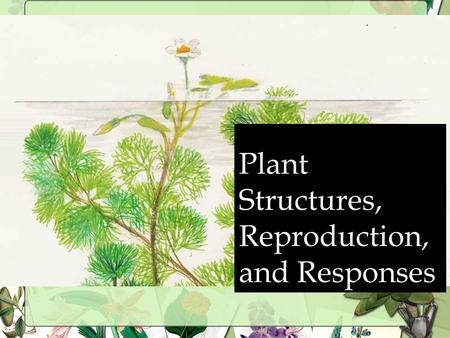 Plant Structures, Reproduction, and Responses 2 Types of Plants BRYOPHYTES BRYOPHYTES Mosses, liverworts, hornworts Mosses, liverworts, hornworts NO.