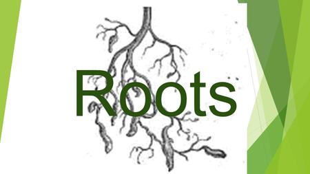 Roots. What is the role of plant roots?  Anchor a plant to the ground  Absorb water and nutrients like a sponge  Push through soil and can go through.