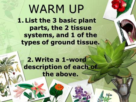 WARM UP 1.List the 3 basic plant parts, the 2 tissue systems, and 1 of the types of ground tissue. 2.Write a 1-word description of each of the above. 1.List.