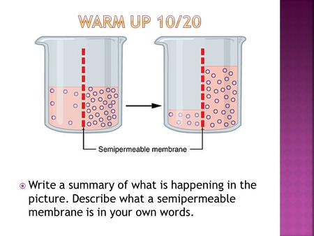  Write a summary of what is happening in the picture. Describe what a semipermeable membrane is in your own words.