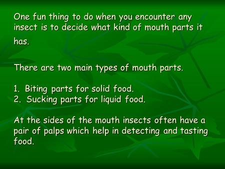 One fun thing to do when you encounter any insect is to decide what kind of mouth parts it has. There are two main types of mouth parts. 1. Biting parts.