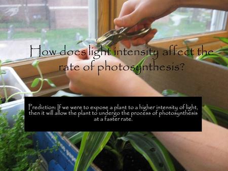 How does light intensity affect the rate of photosynthesis? Prediction: If we were to expose a plant to a higher intensity of light, then it will allow.