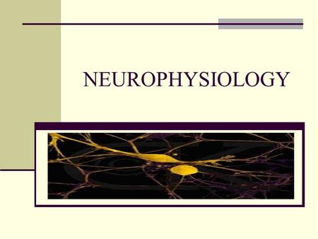 NEUROPHYSIOLOGY. OBJECTIVES: Describe resting membrane potential. Explain how action potentials are generated and propagated along nerves. Explain how.