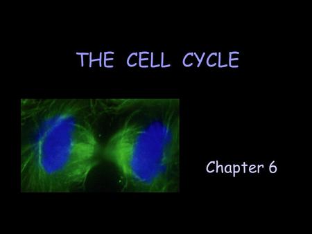 Chapter 6 THE CELL CYCLE. Figure 9.01 그림 6.1 세포분열과 예정세포사는 발생을 조절함.