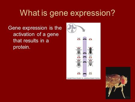 What is gene expression? Gene expression is the activation of a gene that results in a protein.