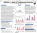 Determining the Role of Wnt Signaling in Zebrafish Oocyte Maturation Through Examination of β-catenin and Dishevelled mRNA Concentrations Nathan Pincus*