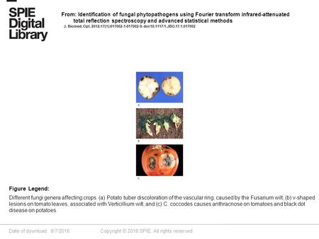 Date of download: 6/7/2016 Copyright © 2016 SPIE. All rights reserved. Different fungi genera affecting crops. (a) Potato tuber discoloration of the vascular.