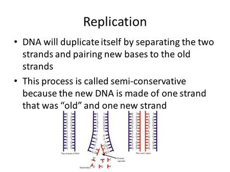 Replication DNA will duplicate itself by separating the two strands and pairing new bases to the old strands This process is called semi-conservative because.